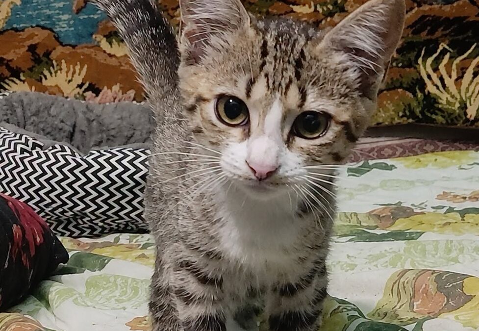 Ahkia