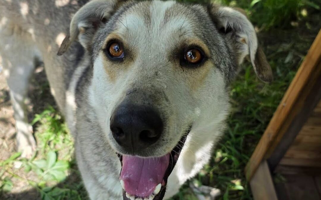 Bonnie