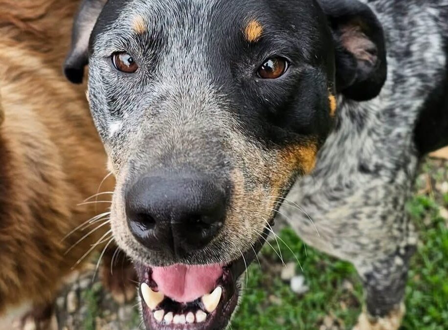 Oscar