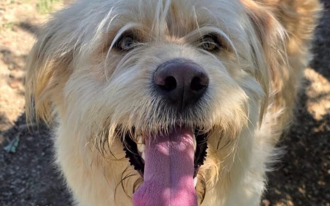 Benji
