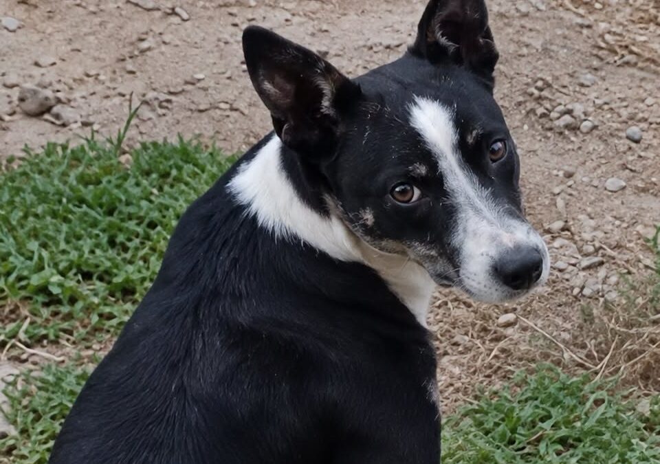 Lupa