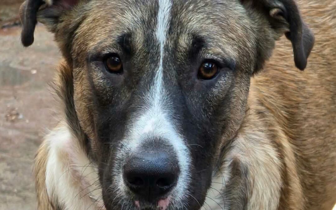 Taïlo
