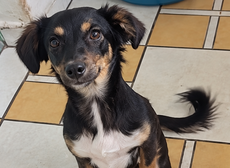 Pilô